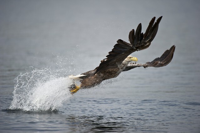 A Norwegian White-tailed sea eagle